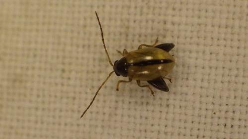 Réf. 275 197 : Longitarsus sp.